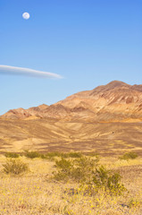 Sticker - USA, CA, Full Moon Rising Over Desert Gold Blooming in Death Valley NP