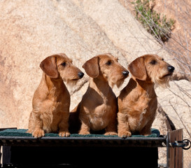 Poster - Three Doxens on a BBQ grill (MR)