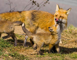 Poster - USA, Colorado, Breckenridge. Red fox mother with kits. 