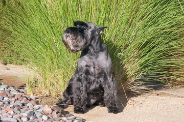 Wall Mural - Schnauzer sitting