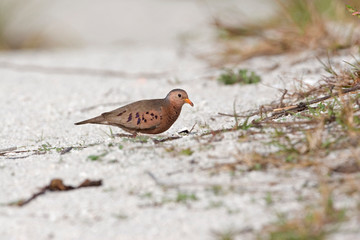 Wall Mural - USA - Florida - Common Ground-Dove at Fort De Soto County Park