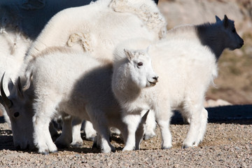 Sticker - North America - USA - Colorado - Rocky Mountains - Mount Evans. Mountain goat - oreamnos americanus.