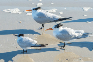 Poster - USA, Florida, New Smyrna Beach, Royal Terns on beach.