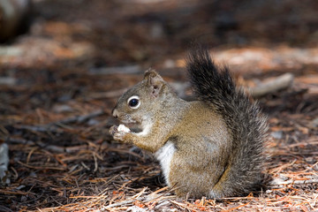 Sticker - North America - USA - Colorado - Rocky Mountain National Park. Red squirrel.