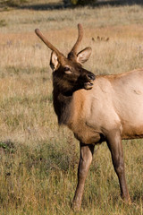 Poster - North America - USA - Colorado - Rocky Mountain National Park. Wapiti (American elk) - Cervus elaphus nelsoni