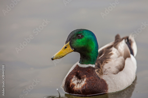 Fotografía A Drake Mallard afloat in the waters of Lake Murray, San Diego California