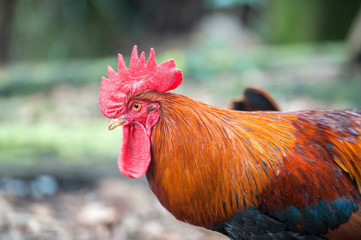 Sticker - Bantam Rooster, Florida, Usa