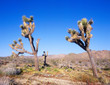 USA, CA, Joshua Tree NP, Joshua Trees & Desert Dandelion
