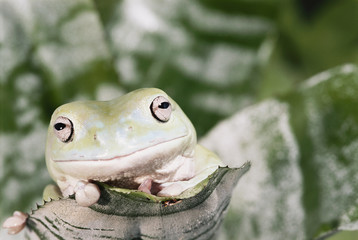 Sticker - Florida, Miami, Close-up of White's tree frog, Letoria Caerulea (Australian green tree frog)