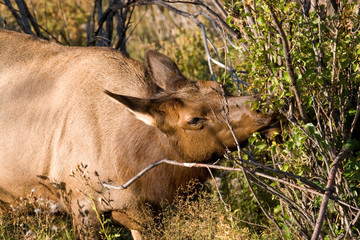 Wall Mural - North America - USA - Colorado - Rocky Mountain National Park. Wapiti (American elk) - Cervus elaphus nelsoni