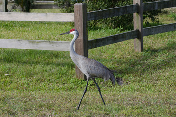 Wall Mural - USA, Florida, Venice, Audubon Rookery, Sandhill Crane