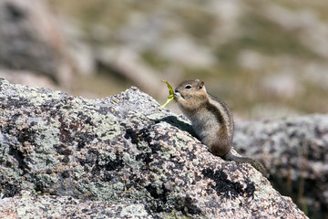 Poster - North America - USA - Colorado - Rocky Mountains - Mount Evans. Golden-mantled ground squirrel - Spermophilus lateralis.