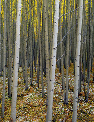 Canvas Print - USA, Colorado, Gunnison National Forest, Grove of quaking aspen (Populus tremuloides) in fall with leaves and remnant snow on forest floor.