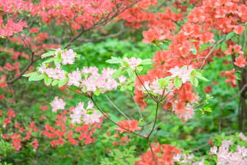 Wall Mural - Azalea Woods, Winterthur, Delaware, USA