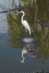 Sticker - USA, Florida, Orlando, alligator and egret at Gatorland.