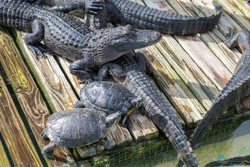 Wall Mural - USA, Florida, Orlando, alligators and turtles at Gatorland.