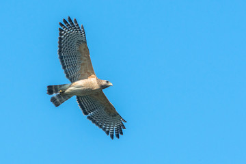 Poster - USA, Florida, Orlando, red-shouldered hawk.