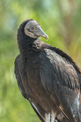 Sticker - USA, Florida, Orlando, Black Vulture, Gatorland.