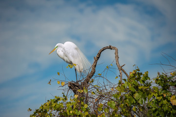 Sticker - USA, Florida, Orlando, Great Egret, Gatorland.