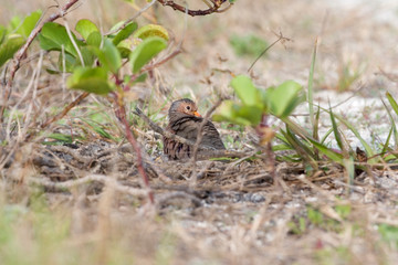 Sticker - USA - Florida - Common Ground-Dove at Fort De Soto County Park