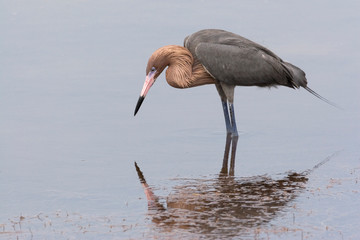 Wall Mural - USA - Florida - Reddish Egret at Merritt Island National Wildlife Refuge