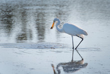 Great Egret Catching A Fish