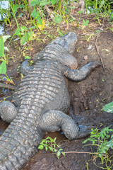 Poster - USA, Florida, Orlando, alligator, Gatorland.