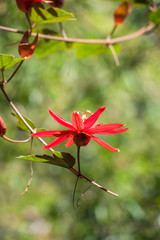 Poster - USA, Florida, St. Augustine, red tropical flower.