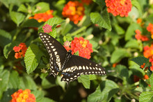 Black Swallowtail (Papilio Polyxenes) Male On Red Spread Lantana (Lantana Camara). Marion, Illinois, USA.