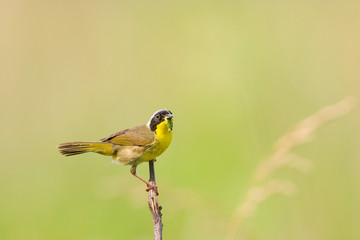 Sticker - Common Yellowthroat (Geothlypis trichas) male with food in prairie, Marion, Illinois, USA.