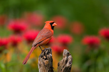 Northern Cardinal (Cardinalis Cardinalis) Male On Fence Post In Flower Garden, Marion, Illinois, USA.