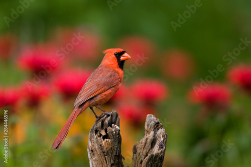 Fotografía Northern Cardinal (Cardinalis cardinalis) male on fence post in flower garden, Marion, Illinois, USA