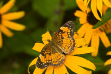 Silvery Checkerspot Butterfly (Chlosyne Nycteis) Goldstrum Black-eyed Susans (Rudbeckia Hirta 'Goldstrum'), Marion, Illinois, USA.