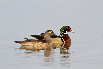 Sticker - Wood Duck (Aix sponsa) male and female in wetland, Marion, Illinois, USA.