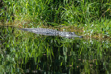 Wall Mural - USA, Florida, Orange City, St. Johns River, Blue Spring State Park, alligator.