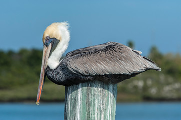 Canvas Print - USA, Florida, New Smyrna Beach, pelican roosting on pylon.