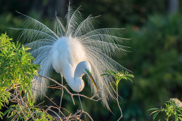 Poster - USA, Florida, Orlando, Great Egret, Gatorland.