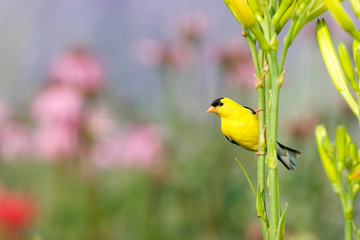 Canvas Print - American Goldfinch (Carduelis tristis) male on yellow Daylily (Hemerocallis sp.) in flower garden, Marion, Illinois, USA.