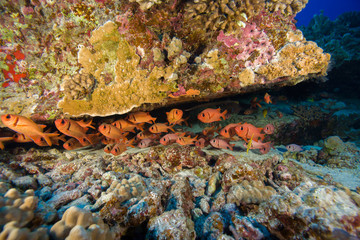 Poster - schooling Soldierfish, Scuba Diving at Molokini Crater, Maui, Hawaii, USA