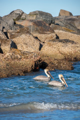 Sticker - USA, Florida, New Smyrna Beach, Brown Pelicans.