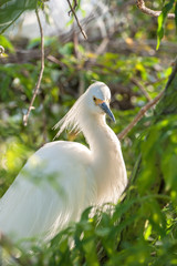 Poster - USA, Florida, Orlando, Snowy Egret, Gatorland.