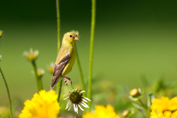 Sticker - American Goldfinch (Carduelis tristis) female on Pale Purple Coneflower (Echinacea pallida) in flower garden, Marion, Illinois, USA.