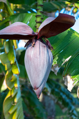 Sticker - USA, Florida, New Smyrna Beach, banana tree flower