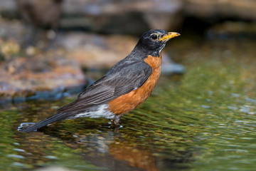 Sticker - American Robin (Turdus migratorius) bathing, Marion, Illinois, USA.