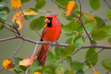 Poster - Northern Cardinal (Cardinalis cardinalis) male in Serviceberry Bush (Amelanchier canadensis) in fall, Marion, Illinois, USA.