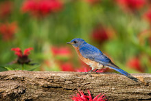 Eastern Bluebird (Sialia Sialis) Male On Fence In Flower Garden Marion, Illinois, USA.