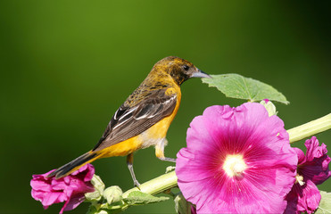 Sticker - Baltimore Oriole (Icterus galbula) female on Hollyhock (Alcea rosea). Marion, Illinois, USA.