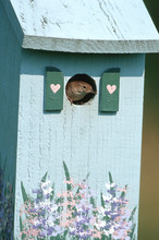 House Wren (Troglodytes Aedon) On Nest Box, Marion County, Illinois