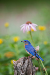 Sticker - Eastern Bluebird (Sialia Sialis) male in flower garden, Marion County, IL