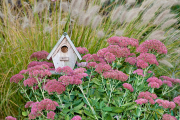 Canvas Print - Birdhouse in garden with Autumn Joy Stonecrop (Sedum spectabile 'Autumn Joy') and Fountain Grass (Pennisetum setaceum) Marion County, Illinois